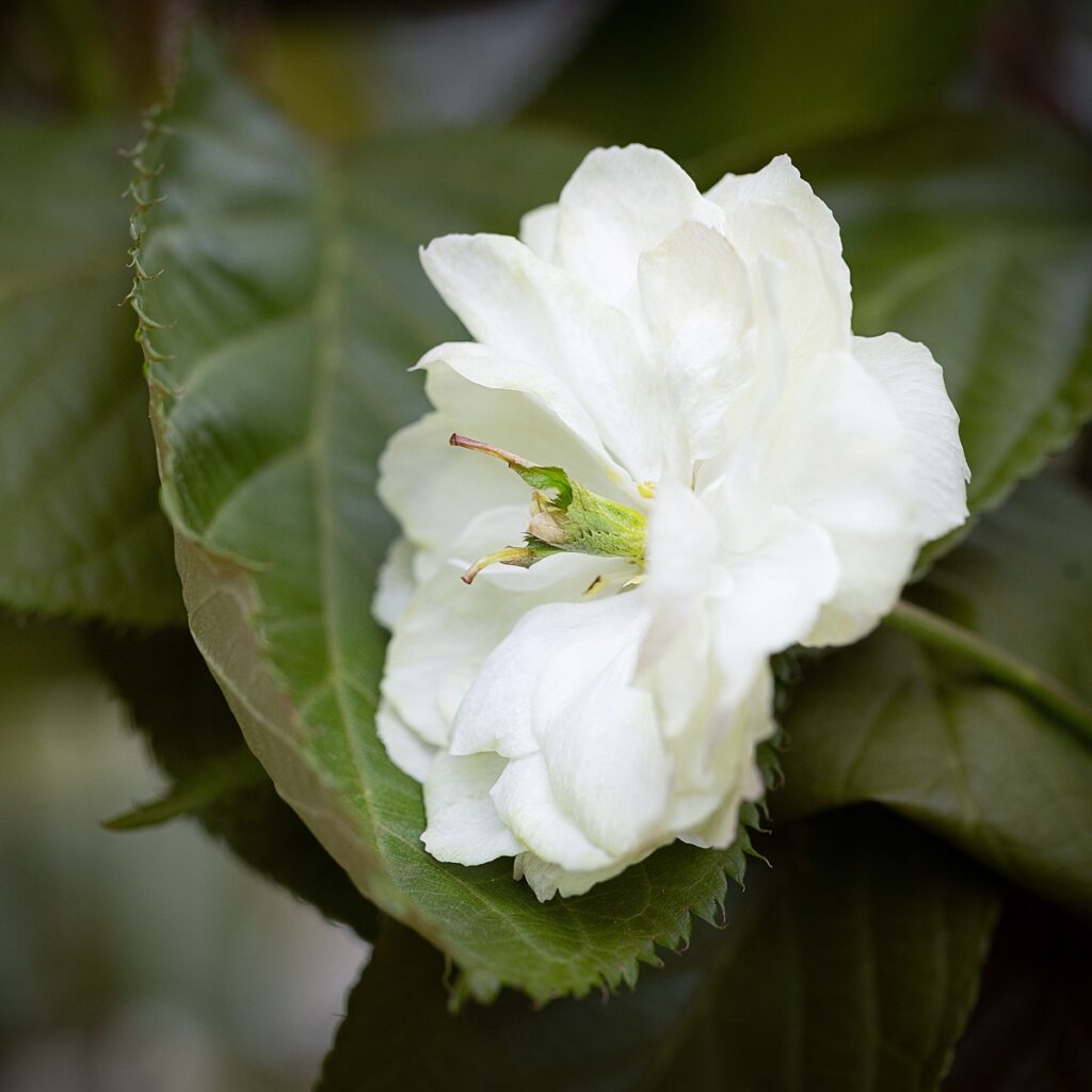 Prunus ‘Sumaura Fugenzo’ Japanese Lantern Flowering Cherry Tree 5038838146527 2